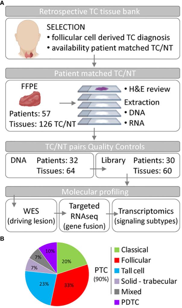 https://cdn.ncbi.nlm.nih.gov/pmc/blobs/e3b2/10585144/0fdaffb24a88/fendo-14-1267499-g001.jpg