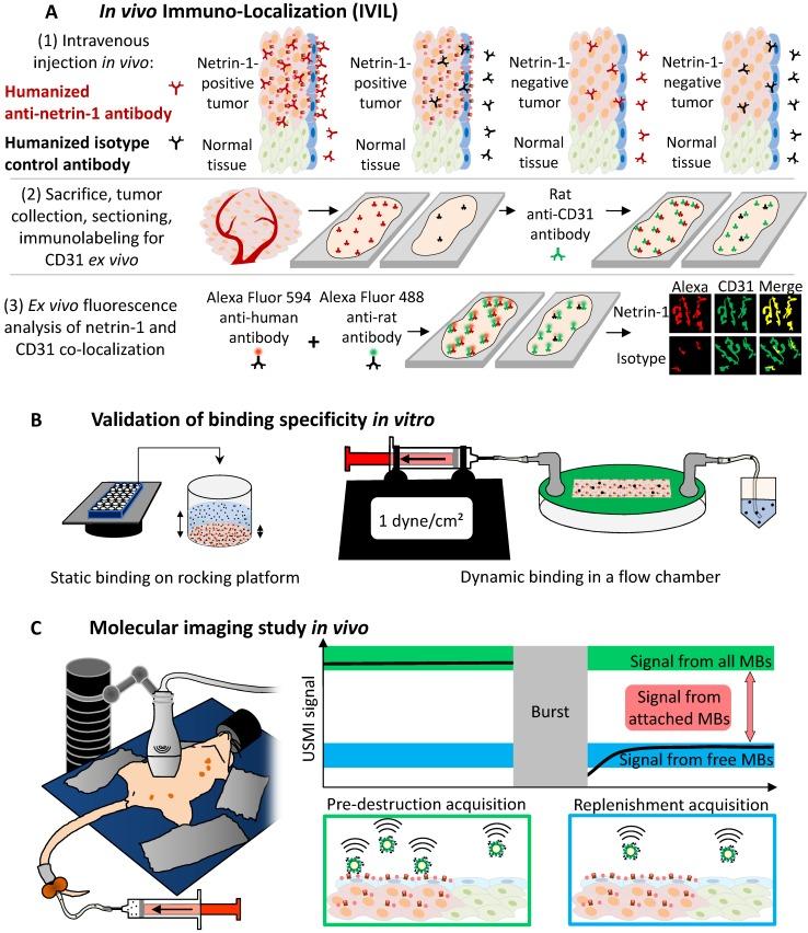 https://cdn.ncbi.nlm.nih.gov/pmc/blobs/e3b2/6217066/8e0f043e79cf/thnov08p5126g001.jpg