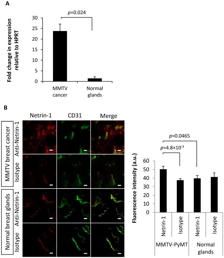 https://cdn.ncbi.nlm.nih.gov/pmc/blobs/e3b2/6217066/ab90eed6bde4/thnov08p5126g006.jpg