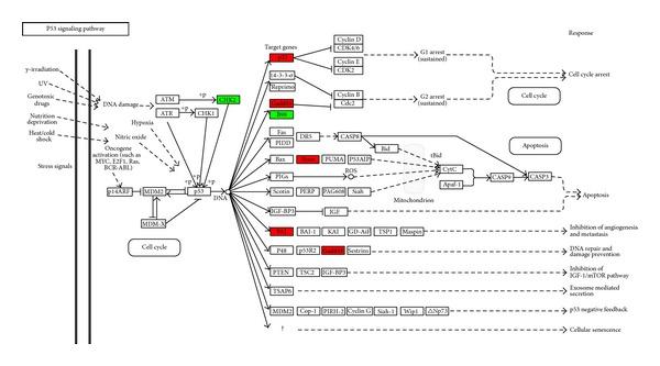 https://cdn.ncbi.nlm.nih.gov/pmc/blobs/e3b7/3976861/dbecfa03ac2b/ISRN.TOXICOLOGY2014-976428.002.jpg