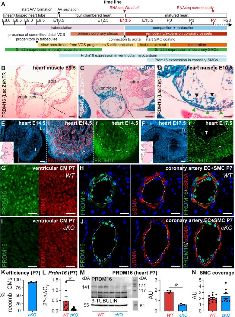 https://cdn.ncbi.nlm.nih.gov/pmc/blobs/e3be/11415600/39871a113d8c/LSA-2024-02719_FigS1.jpg