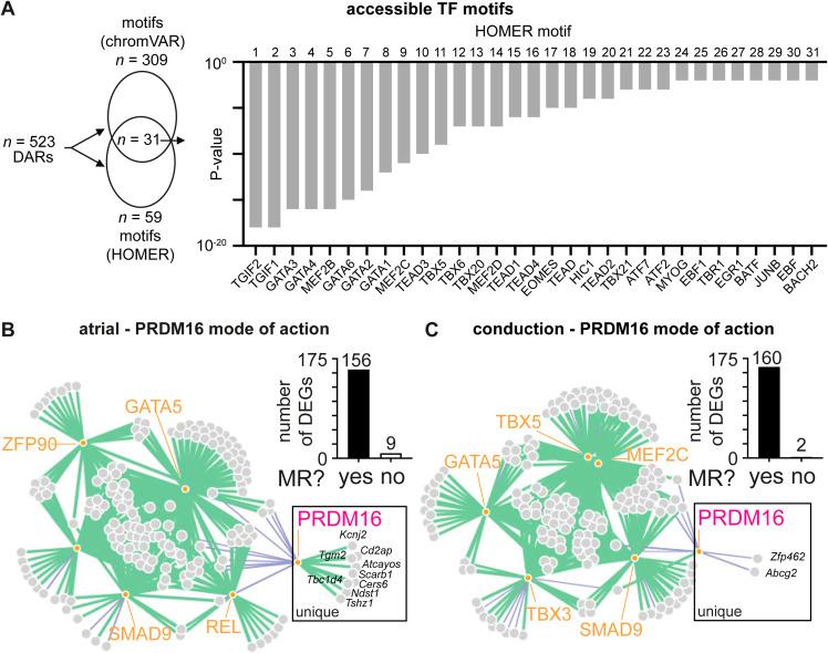 https://cdn.ncbi.nlm.nih.gov/pmc/blobs/e3be/11415600/69d92b8bd67b/LSA-2024-02719_FigS9.jpg