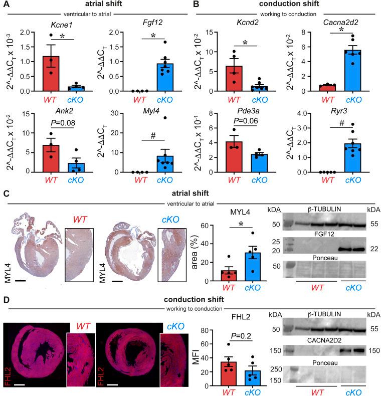 https://cdn.ncbi.nlm.nih.gov/pmc/blobs/e3be/11415600/c31b8c115f5a/LSA-2024-02719_FigS7.jpg