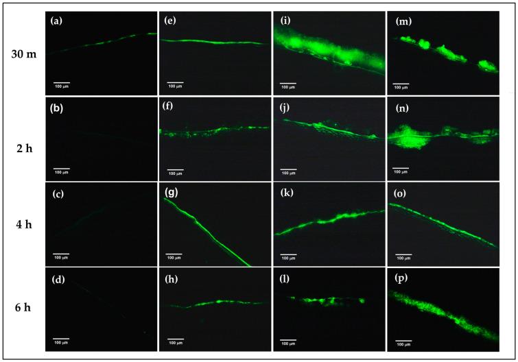 https://cdn.ncbi.nlm.nih.gov/pmc/blobs/e3c0/10780372/13e10a14c4c0/polymers-16-00148-g005.jpg