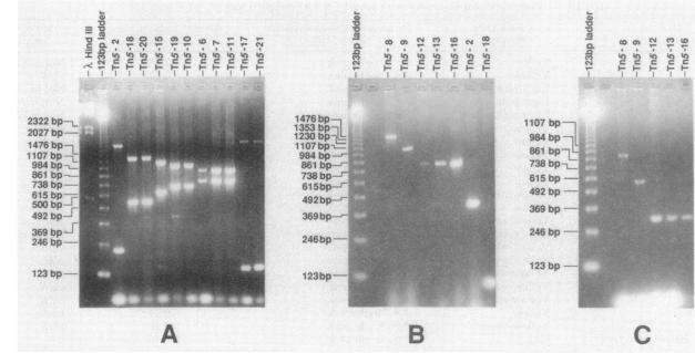 https://cdn.ncbi.nlm.nih.gov/pmc/blobs/e3c1/526940/321a805f1ddf/jbacter00164-0624-a.jpg