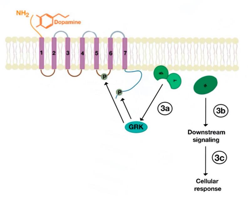 https://cdn.ncbi.nlm.nih.gov/pmc/blobs/e3c1/7727868/335115f928cd/ijms-21-08909-g004.jpg
