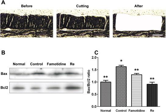 https://cdn.ncbi.nlm.nih.gov/pmc/blobs/e3c2/3986637/885190da1b19/gr4.jpg