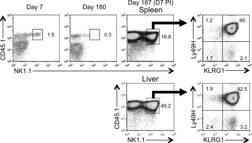 https://cdn.ncbi.nlm.nih.gov/pmc/blobs/e3c7/3039854/9f0d331e412b/JEM_20100479_GS_Fig7.jpg