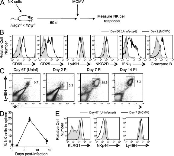 https://cdn.ncbi.nlm.nih.gov/pmc/blobs/e3c7/3039854/dcbc91edad40/JEM_20100479_GS_Fig5.jpg