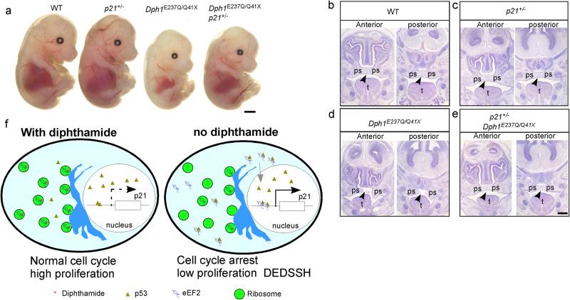 https://cdn.ncbi.nlm.nih.gov/pmc/blobs/e3ca/11053169/da8022e6a555/41467_2024_47670_Fig5_HTML.jpg