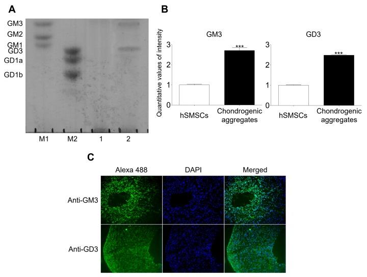https://cdn.ncbi.nlm.nih.gov/pmc/blobs/e3cf/7139639/d65848ec87eb/ijms-21-01967-g001.jpg