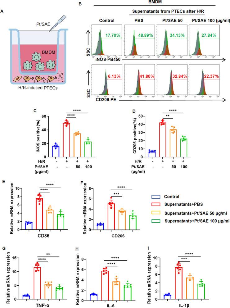 https://cdn.ncbi.nlm.nih.gov/pmc/blobs/e3d6/12034168/0be959d61990/12951_2025_3392_Fig9_HTML.jpg