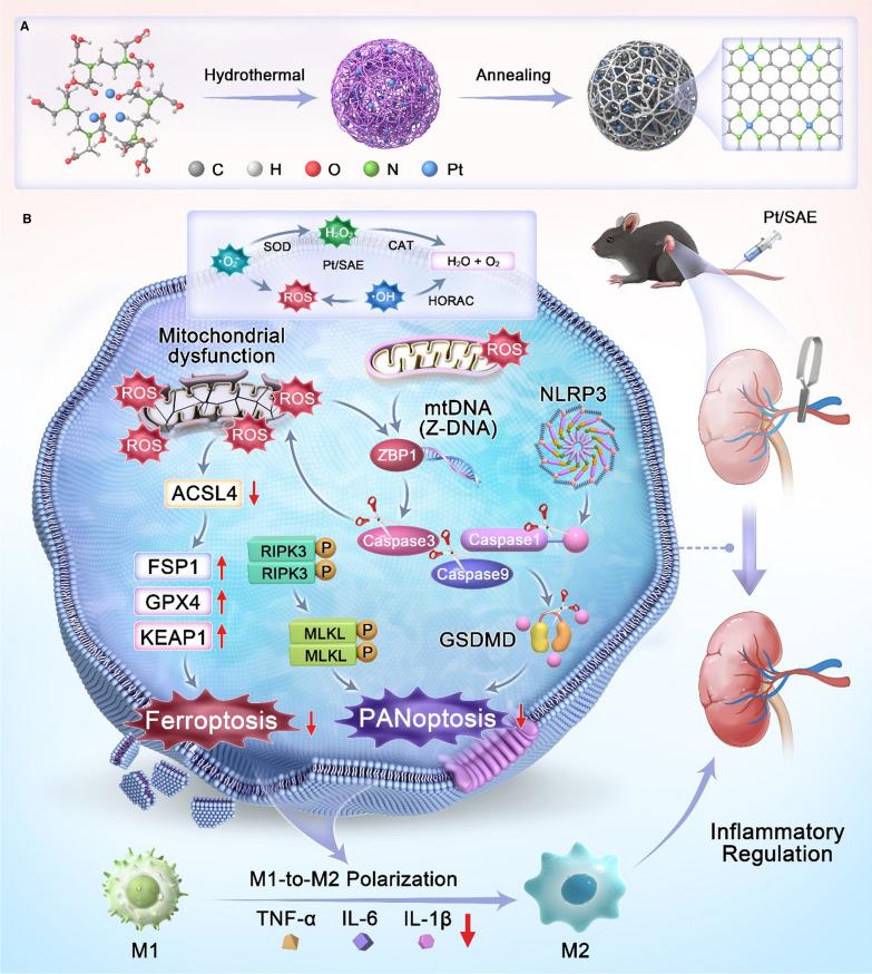 https://cdn.ncbi.nlm.nih.gov/pmc/blobs/e3d6/12034168/13863fdcaf97/12951_2025_3392_Sch1_HTML.jpg