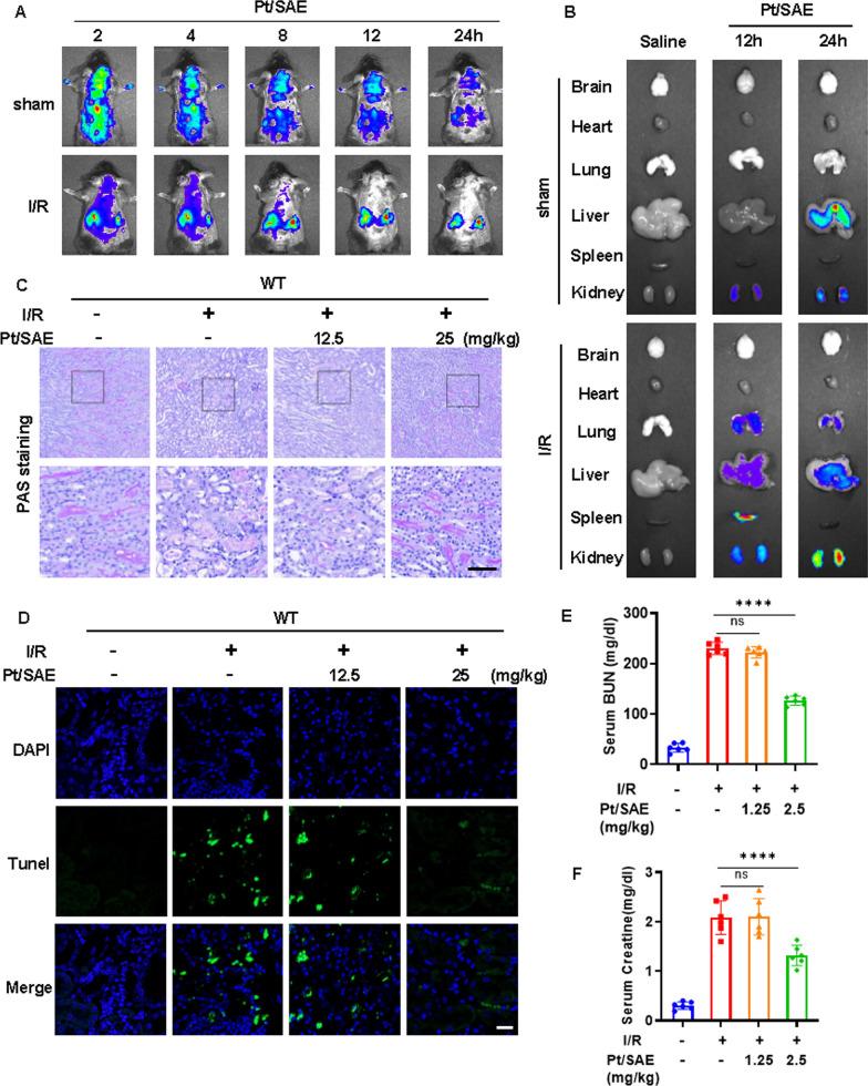 https://cdn.ncbi.nlm.nih.gov/pmc/blobs/e3d6/12034168/1610a992e3b3/12951_2025_3392_Fig6_HTML.jpg