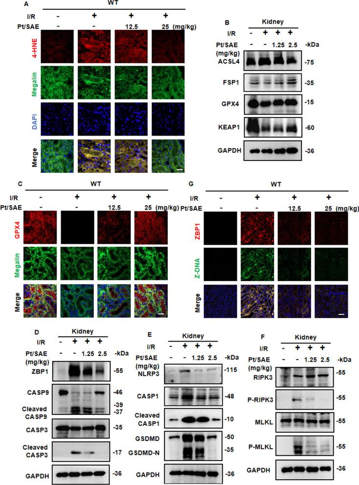 https://cdn.ncbi.nlm.nih.gov/pmc/blobs/e3d6/12034168/5d72a6942147/12951_2025_3392_Fig7_HTML.jpg