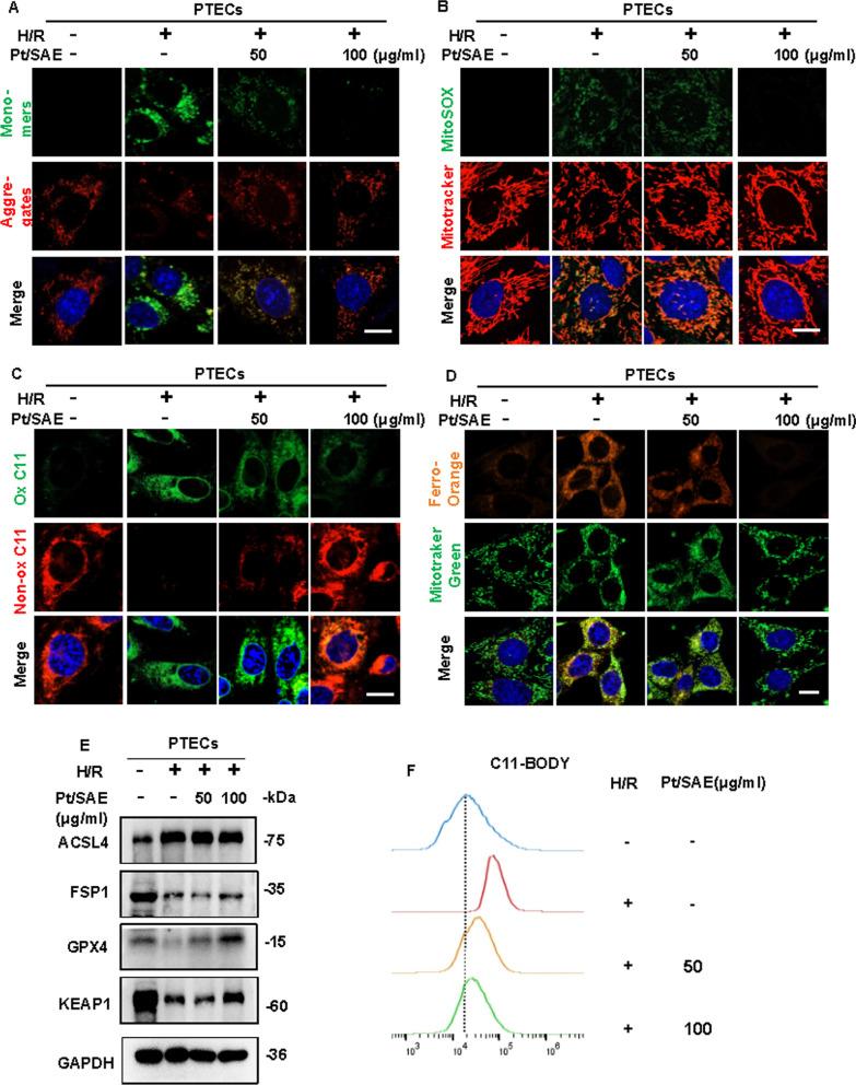 https://cdn.ncbi.nlm.nih.gov/pmc/blobs/e3d6/12034168/cddc24b1d16b/12951_2025_3392_Fig5_HTML.jpg