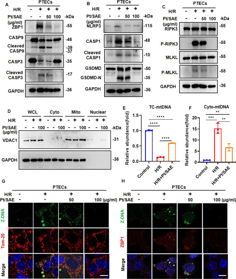 https://cdn.ncbi.nlm.nih.gov/pmc/blobs/e3d6/12034168/f09d652f855a/12951_2025_3392_Fig4_HTML.jpg
