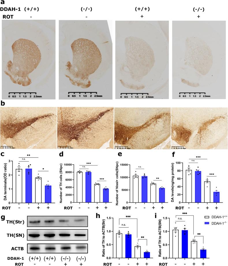 https://cdn.ncbi.nlm.nih.gov/pmc/blobs/e3d8/11161642/15cb5d365a90/41419_2024_6772_Fig2_HTML.jpg