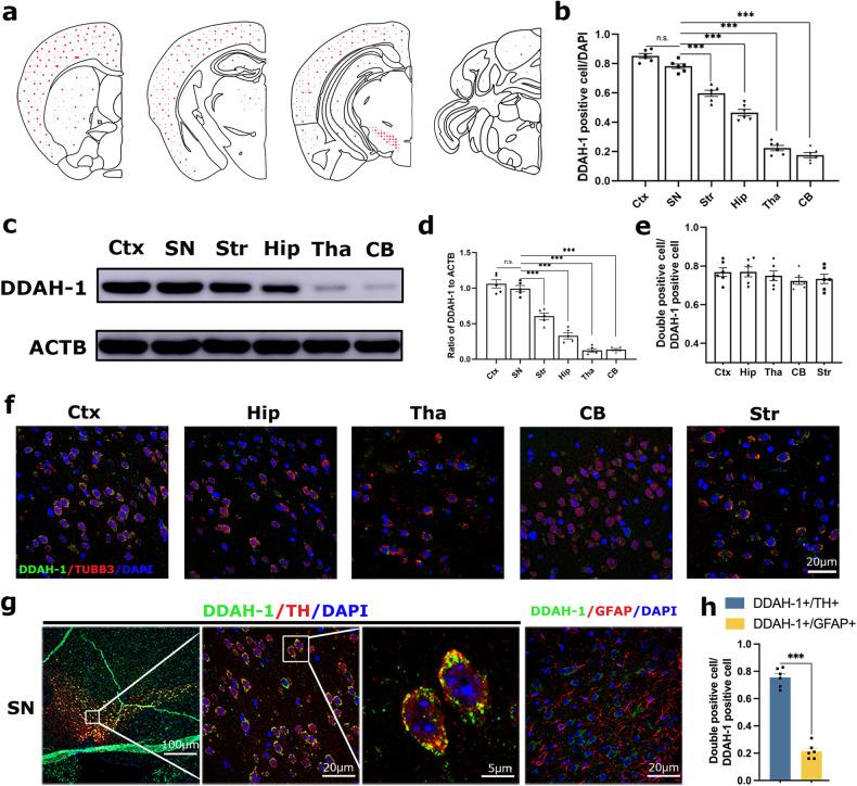 https://cdn.ncbi.nlm.nih.gov/pmc/blobs/e3d8/11161642/5aa6570a8323/41419_2024_6772_Fig1_HTML.jpg