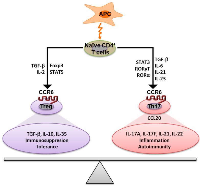 https://cdn.ncbi.nlm.nih.gov/pmc/blobs/e3e0/10123731/5dea7309c693/antibodies-12-00030-g002.jpg