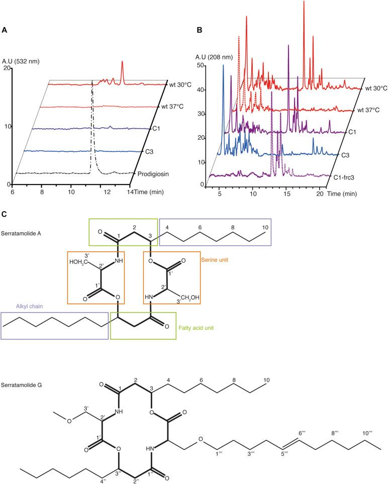 https://cdn.ncbi.nlm.nih.gov/pmc/blobs/e3e6/8294061/184e3d477563/fmicb-12-645701-g004.jpg