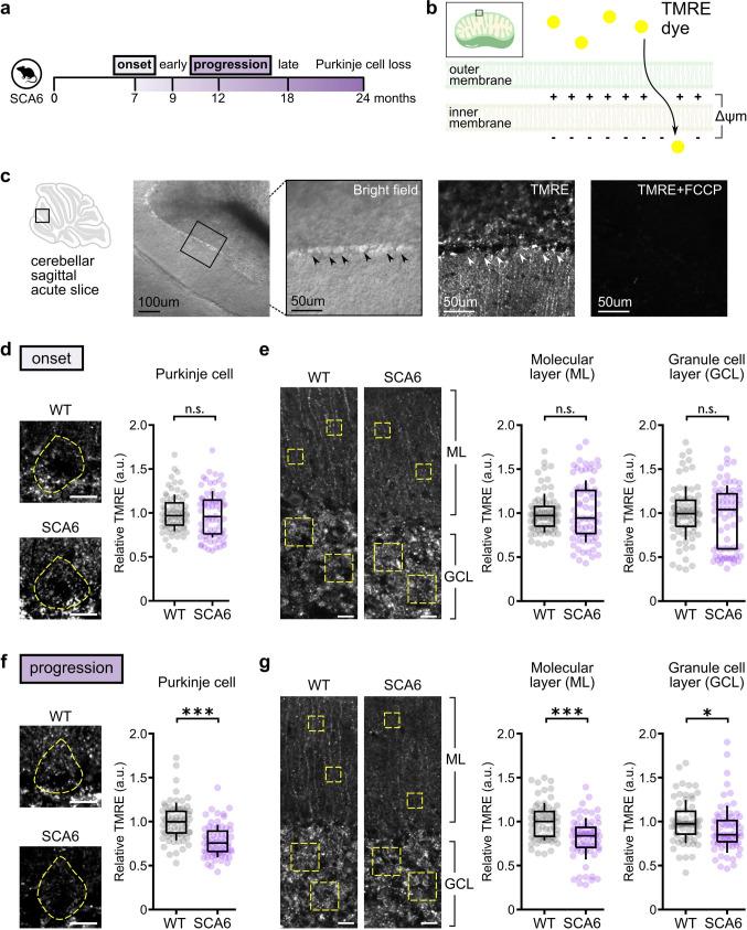 https://cdn.ncbi.nlm.nih.gov/pmc/blobs/e3e7/10824820/1bb58974843e/401_2023_2680_Fig3_HTML.jpg
