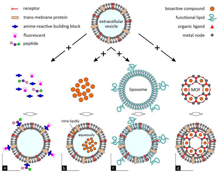 https://cdn.ncbi.nlm.nih.gov/pmc/blobs/e3e7/8745116/6b2c5b5bfe92/ijms-23-00191-g002.jpg