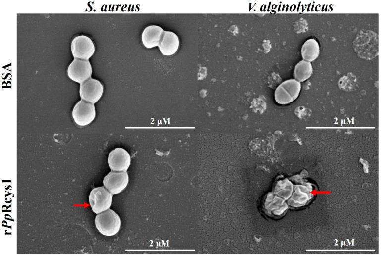 https://cdn.ncbi.nlm.nih.gov/pmc/blobs/e3e8/12195476/84ebbe33079d/microorganisms-13-01381-g005.jpg