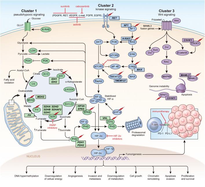 https://cdn.ncbi.nlm.nih.gov/pmc/blobs/e3e8/7456409/58f080592730/11864_2020_787_Fig1_HTML.jpg