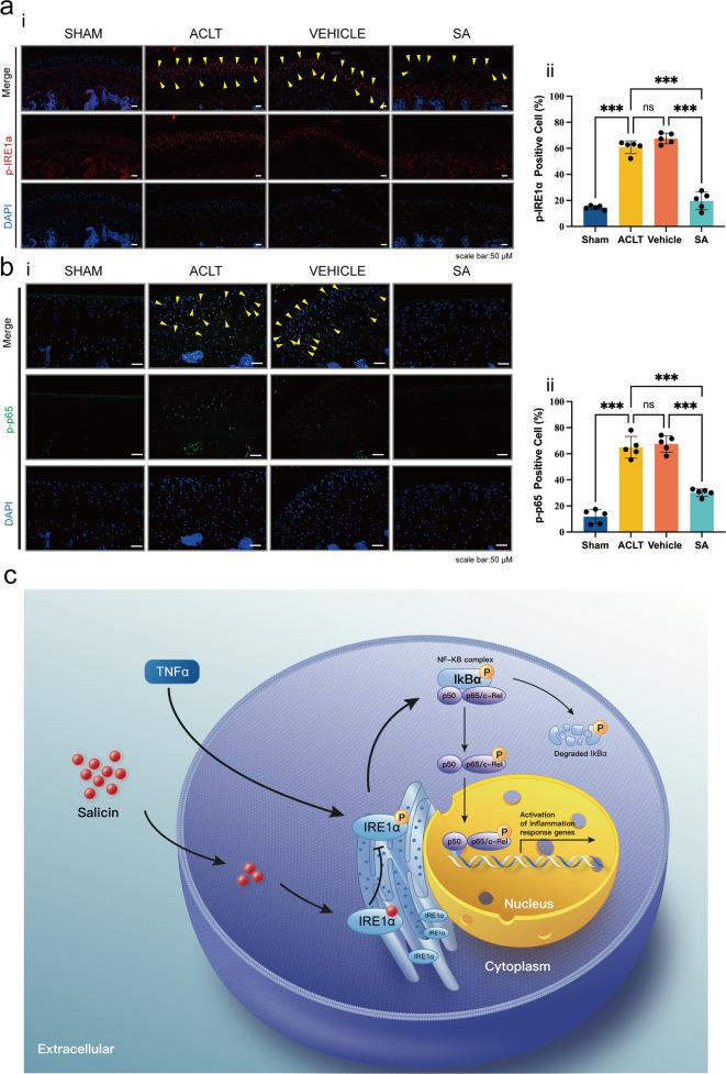 https://cdn.ncbi.nlm.nih.gov/pmc/blobs/e3ea/9722708/3063fe5cd2f6/12276_2022_879_Fig7_HTML.jpg