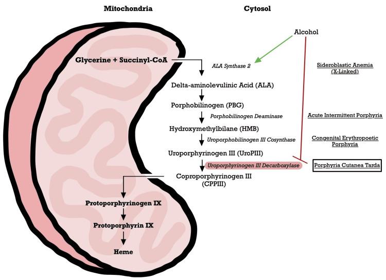 https://cdn.ncbi.nlm.nih.gov/pmc/blobs/e3ec/11578537/8f8166a72592/cureus-0016-00000074091-i06.jpg