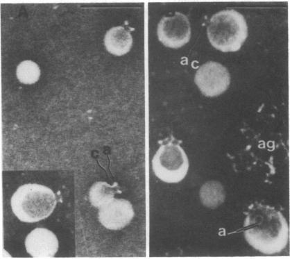 https://cdn.ncbi.nlm.nih.gov/pmc/blobs/e3f1/411754/5d88bd596032/pnas00011-0468-b.jpg