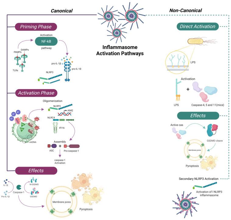 https://cdn.ncbi.nlm.nih.gov/pmc/blobs/e3f3/12191029/a08d4085cf94/cells-14-00930-g001.jpg