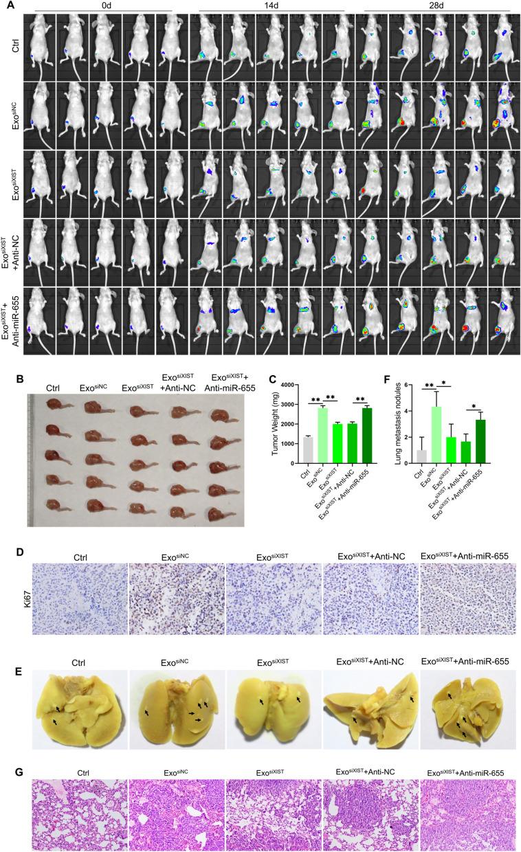 https://cdn.ncbi.nlm.nih.gov/pmc/blobs/e3f3/9617450/75186b6ca1eb/12935_2022_2746_Fig5_HTML.jpg