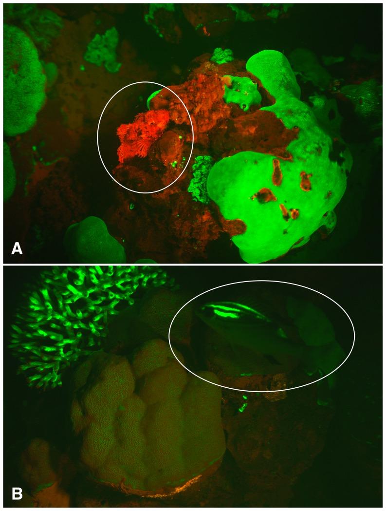 https://cdn.ncbi.nlm.nih.gov/pmc/blobs/e3f4/3885428/237b88355ece/pone.0083259.g005.jpg