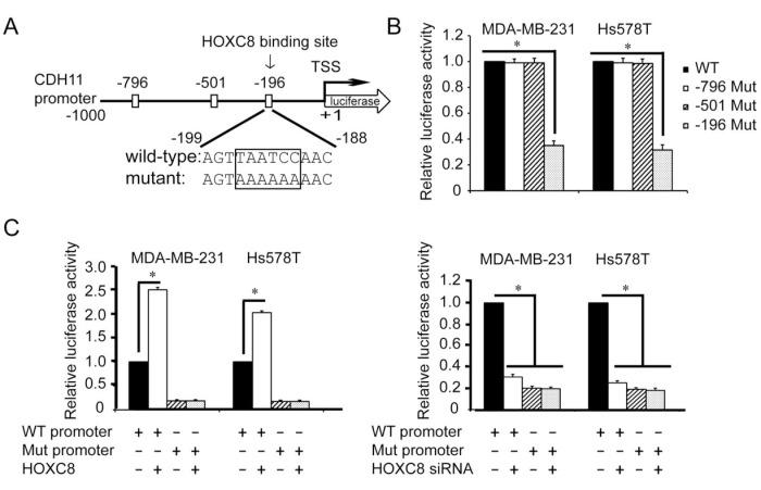 https://cdn.ncbi.nlm.nih.gov/pmc/blobs/e3f4/4058030/a03cc667c5e1/oncotarget-05-2596-g003.jpg