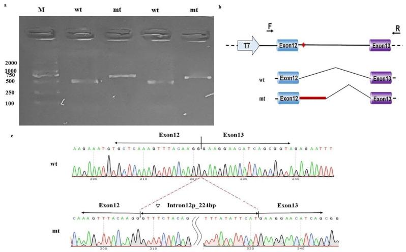 https://cdn.ncbi.nlm.nih.gov/pmc/blobs/e3f4/8954815/437e8997514e/genes-13-00536-g003.jpg