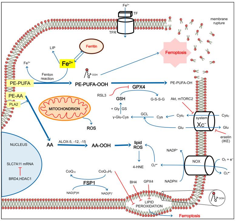 https://cdn.ncbi.nlm.nih.gov/pmc/blobs/e3f5/11545713/0befcf131b9c/ijms-25-11384-g004.jpg