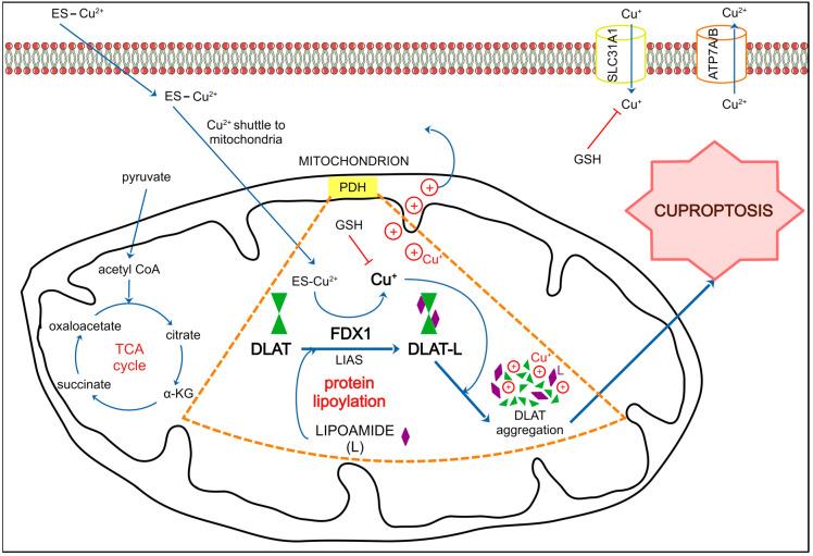 https://cdn.ncbi.nlm.nih.gov/pmc/blobs/e3f5/11545713/d06d0c4358a9/ijms-25-11384-g003.jpg