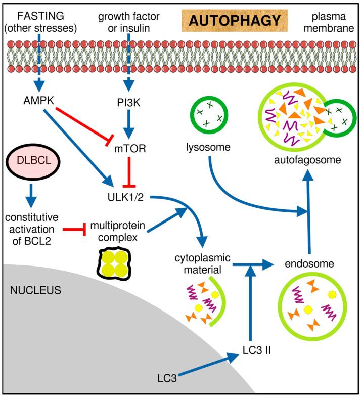 https://cdn.ncbi.nlm.nih.gov/pmc/blobs/e3f5/11545713/f36ca0f7cff0/ijms-25-11384-g002.jpg