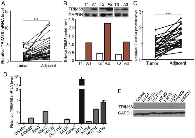 https://cdn.ncbi.nlm.nih.gov/pmc/blobs/e3f7/6072390/1915889ca157/OR-40-03-1251-g00.jpg