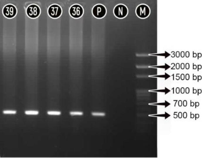 https://cdn.ncbi.nlm.nih.gov/pmc/blobs/e3fa/10758005/594de6ec3486/vrf-14-595-g002.jpg
