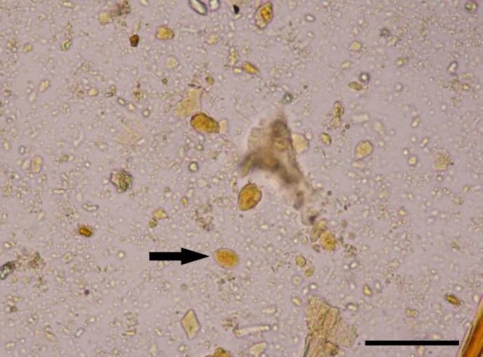 https://cdn.ncbi.nlm.nih.gov/pmc/blobs/e3fa/10758005/e63b3a6d0b0e/vrf-14-595-g001.jpg