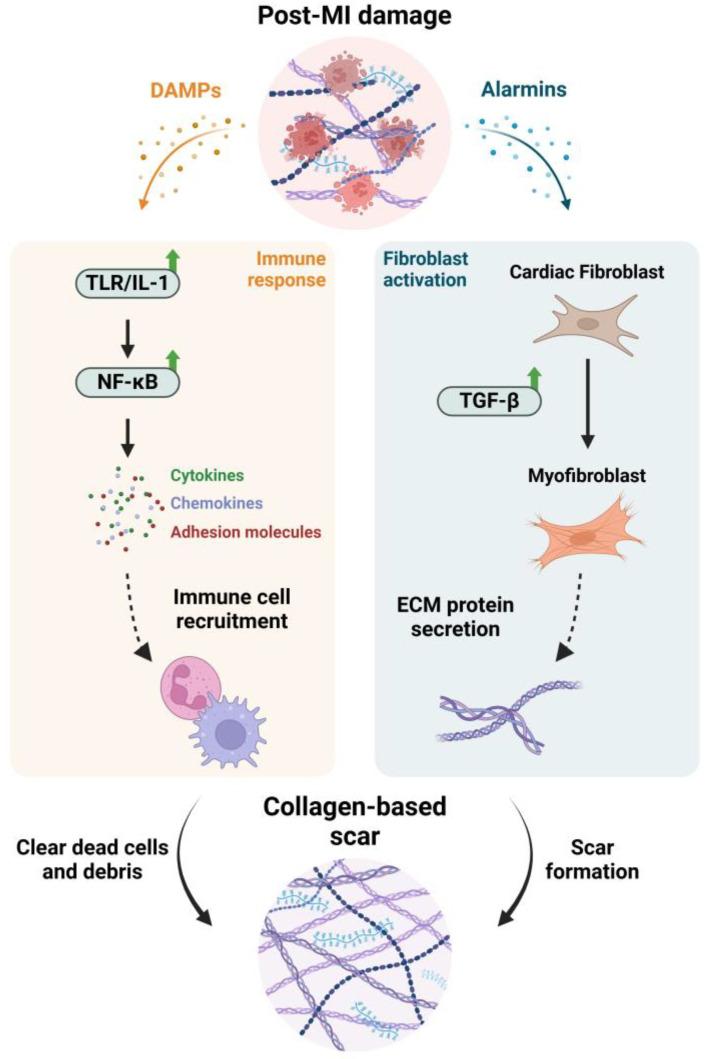 https://cdn.ncbi.nlm.nih.gov/pmc/blobs/e3fc/11988544/fe037e7a7828/ijms-26-03063-g001.jpg