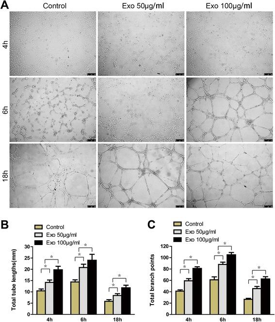https://cdn.ncbi.nlm.nih.gov/pmc/blobs/e3fd/4371881/d88a7529bffa/12967_2015_417_Fig7_HTML.jpg