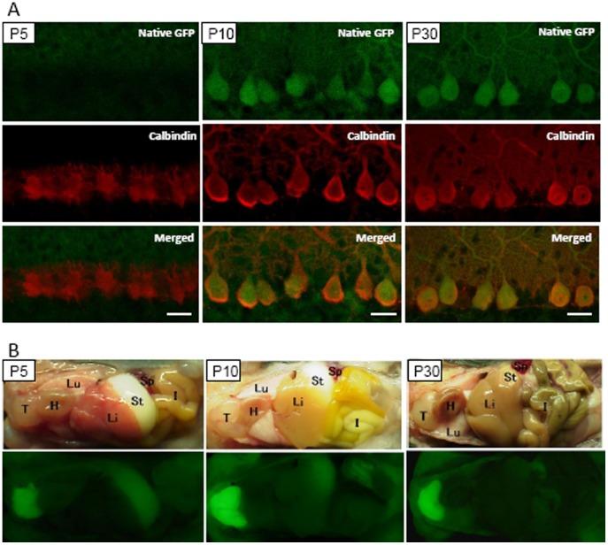 https://cdn.ncbi.nlm.nih.gov/pmc/blobs/e3ff/3511439/30b714b42c51/pone.0051015.g007.jpg