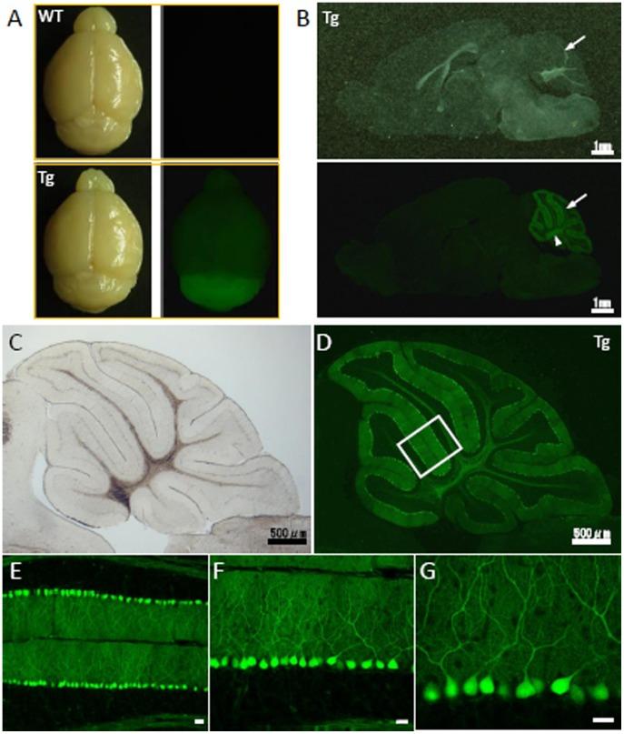 https://cdn.ncbi.nlm.nih.gov/pmc/blobs/e3ff/3511439/8bc9165514fb/pone.0051015.g005.jpg