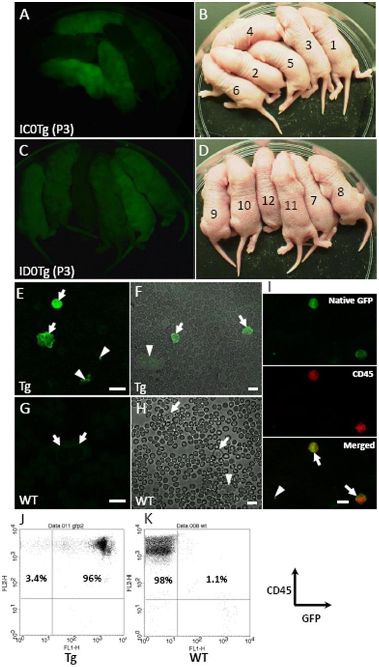 https://cdn.ncbi.nlm.nih.gov/pmc/blobs/e3ff/3511439/97e42bc491c7/pone.0051015.g002.jpg
