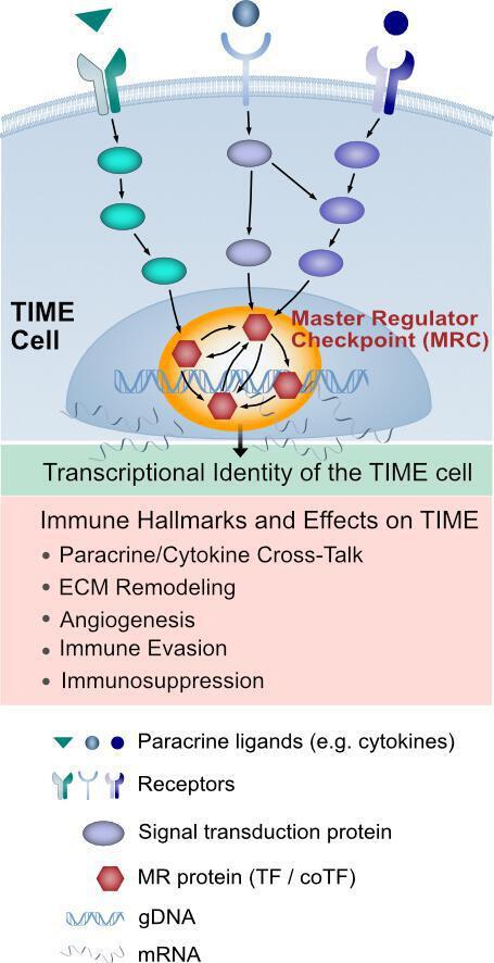 https://cdn.ncbi.nlm.nih.gov/pmc/blobs/e403/12198795/701d10a17473/jitc-13-6-g001.jpg