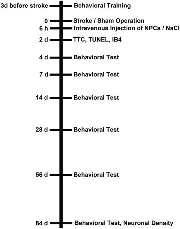 https://cdn.ncbi.nlm.nih.gov/pmc/blobs/e404/4205824/0c809341c02d/fncel-08-00338-g0001.jpg
